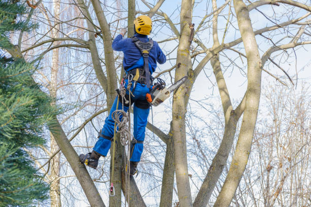 Best Palm Tree Trimming  in Fort Payne, AL