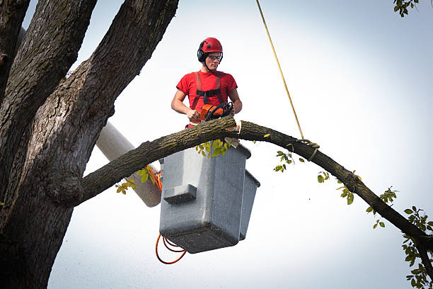 Best Leaf Removal  in Fort Payne, AL